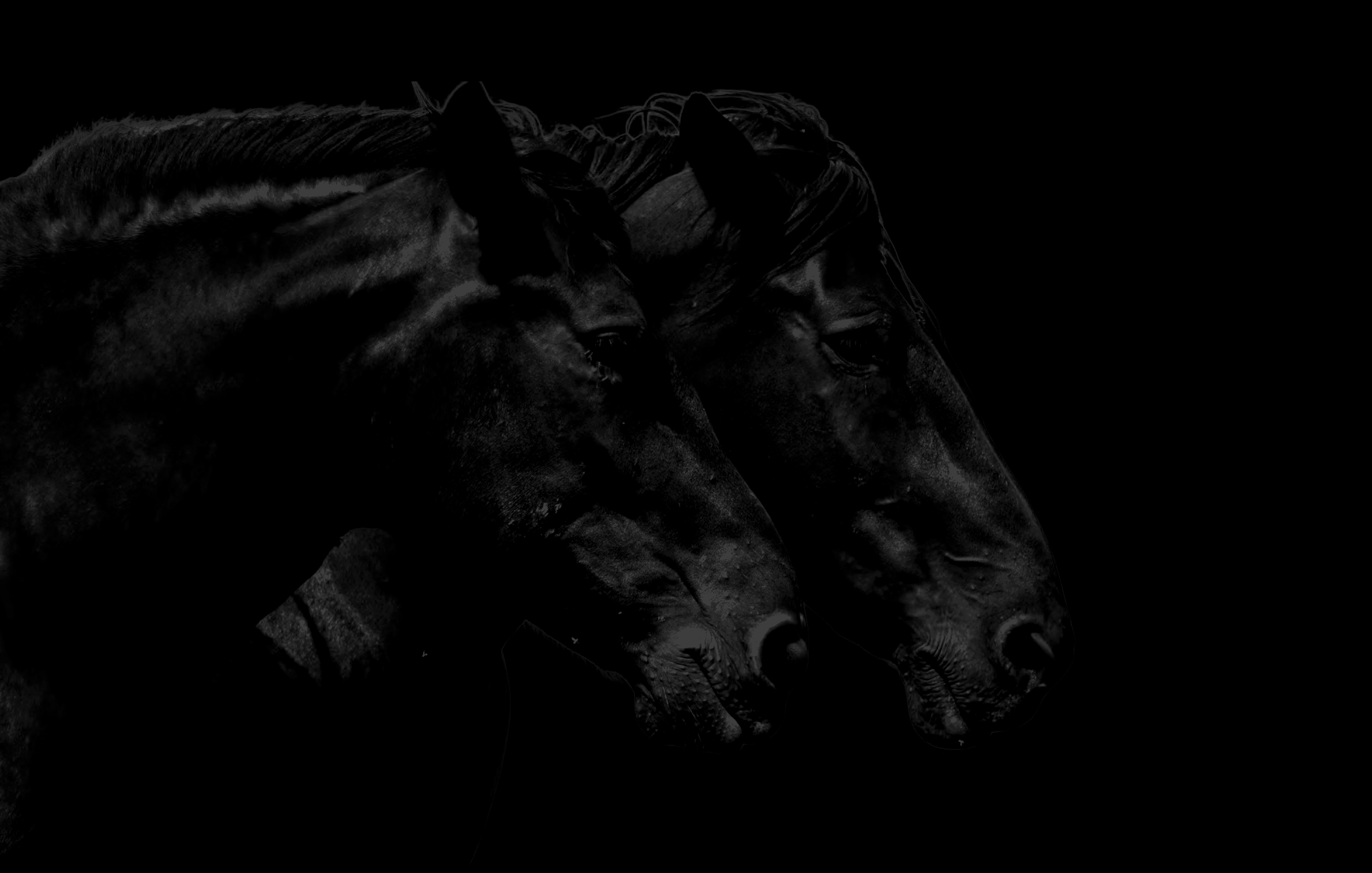Evolution Stables