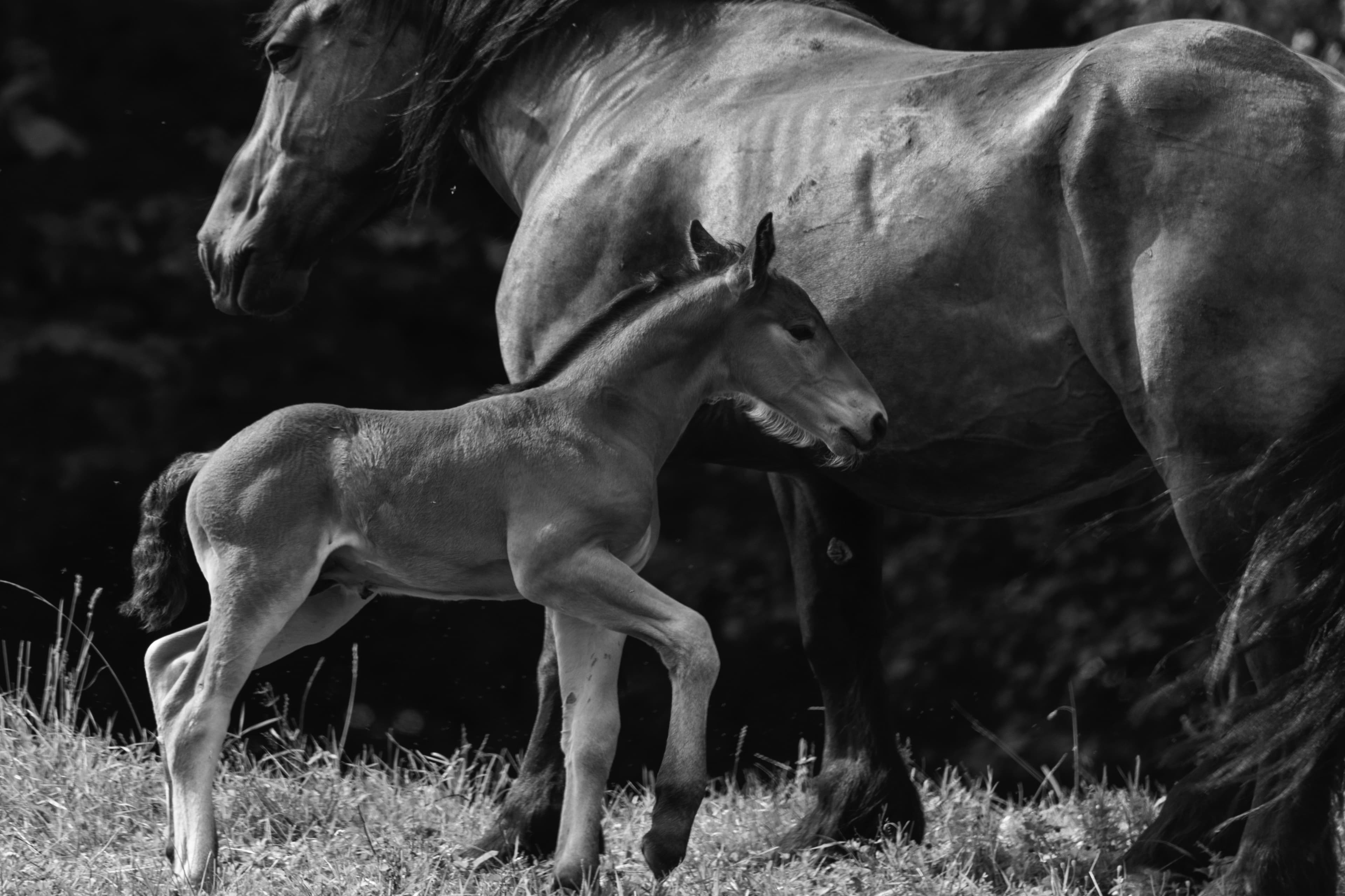 Horse and foal background