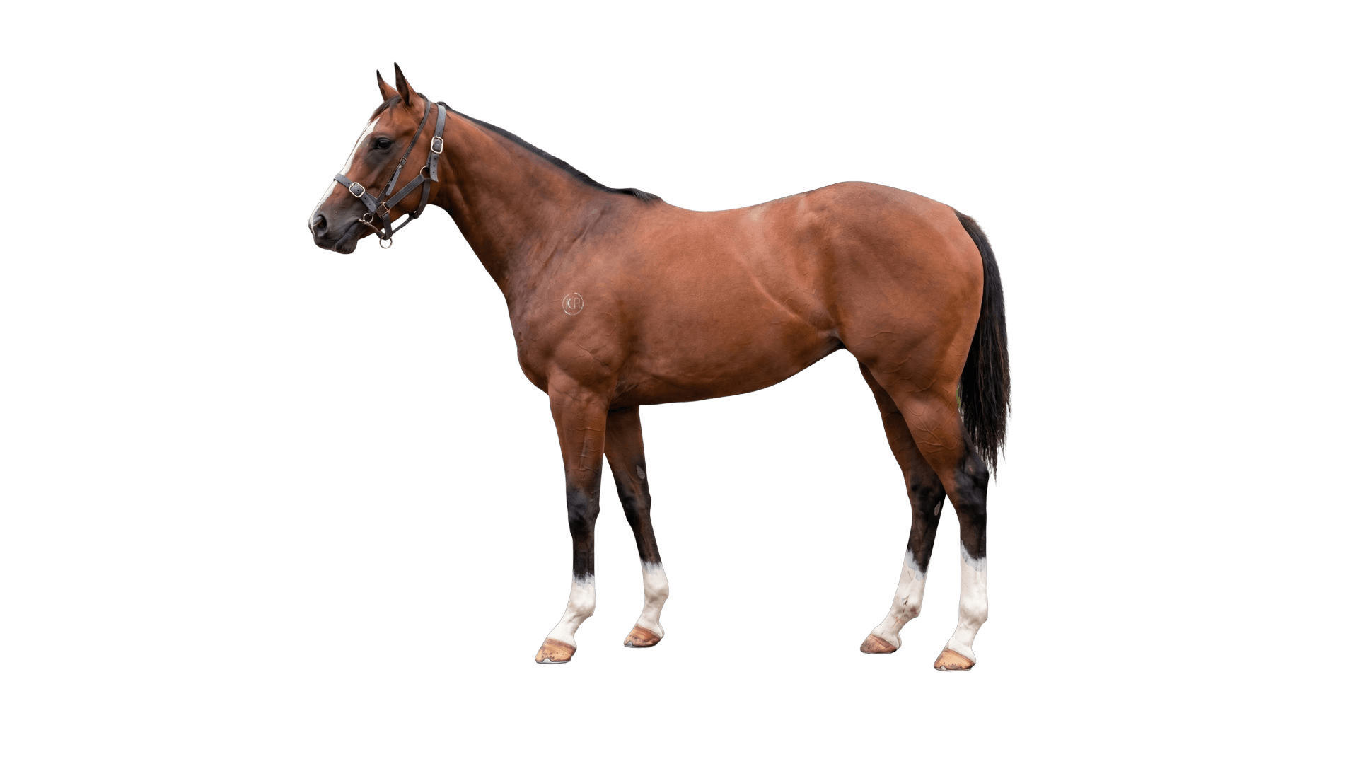 Hottathanafantasy (NZ)