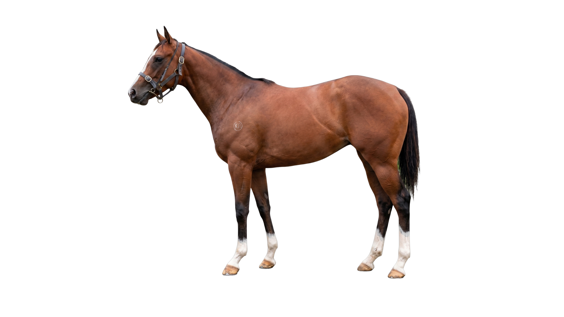 Hottathanafantasy (NZ)